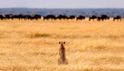 Tanzania Wildlife Safari